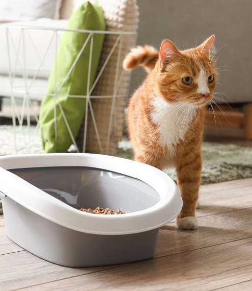 arándanos para gatos beneficios sistema urinario